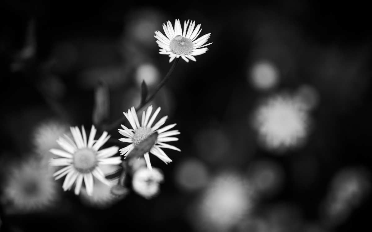 黑白花语
