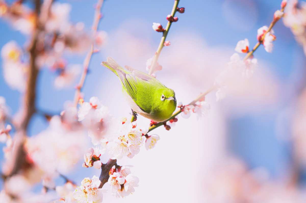绿鸟花枝