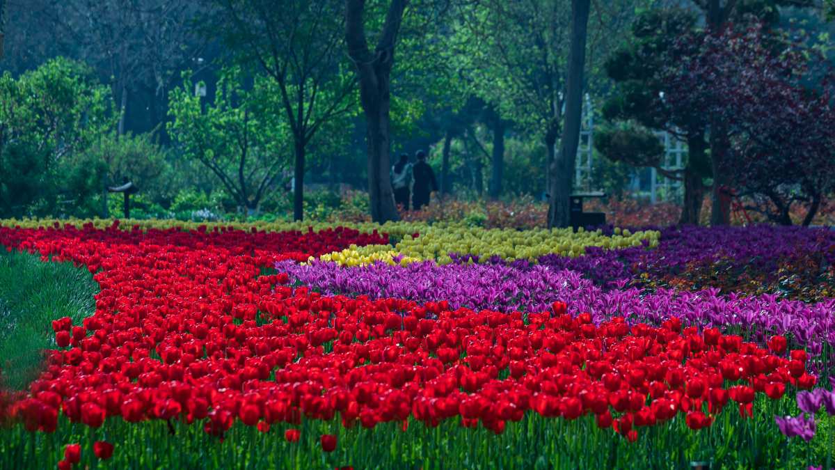 多彩郁金香花园