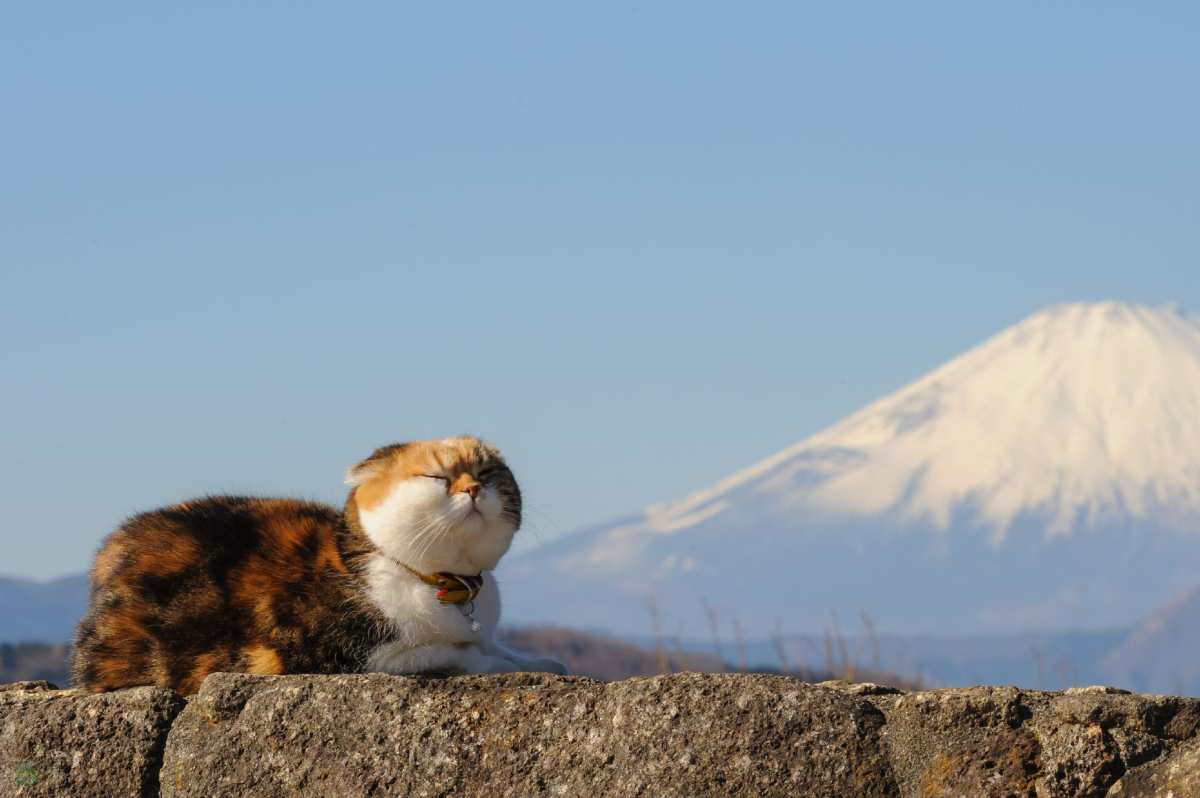富士山下的猫咪