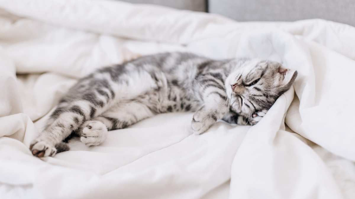 慵懒小猫