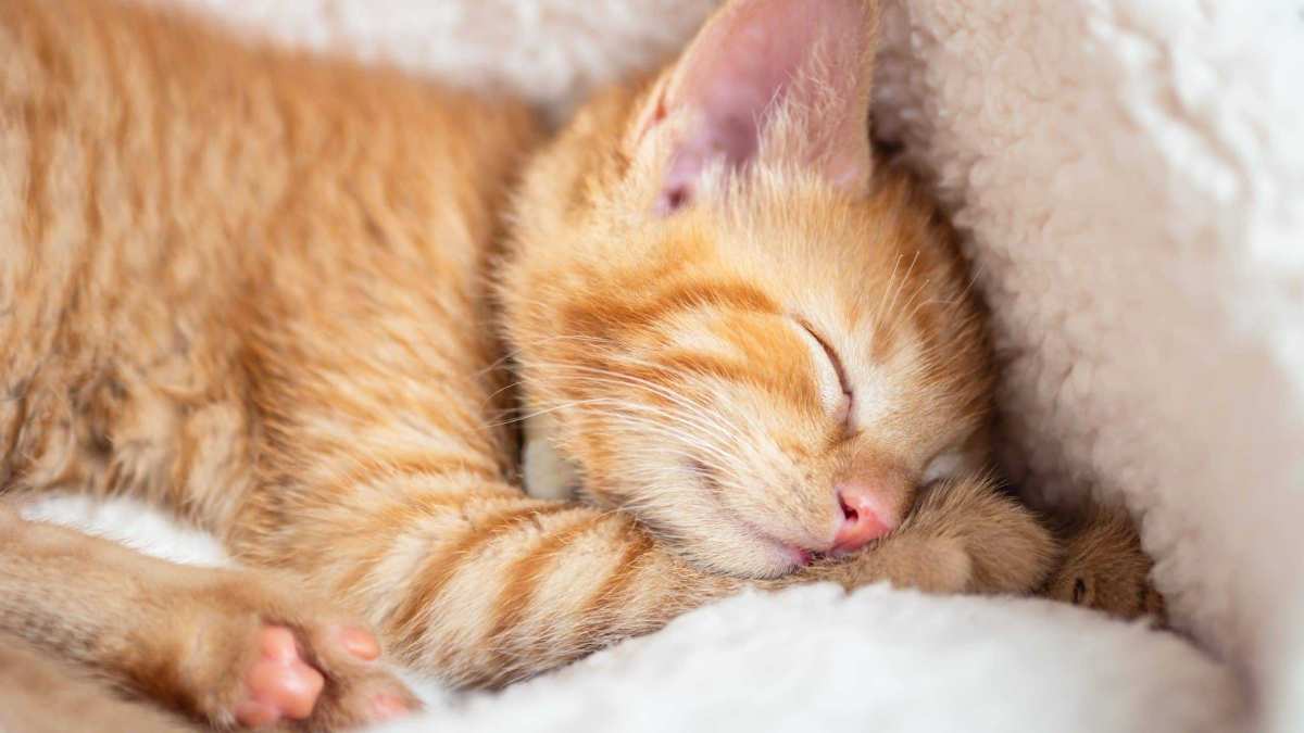 橘猫静卧