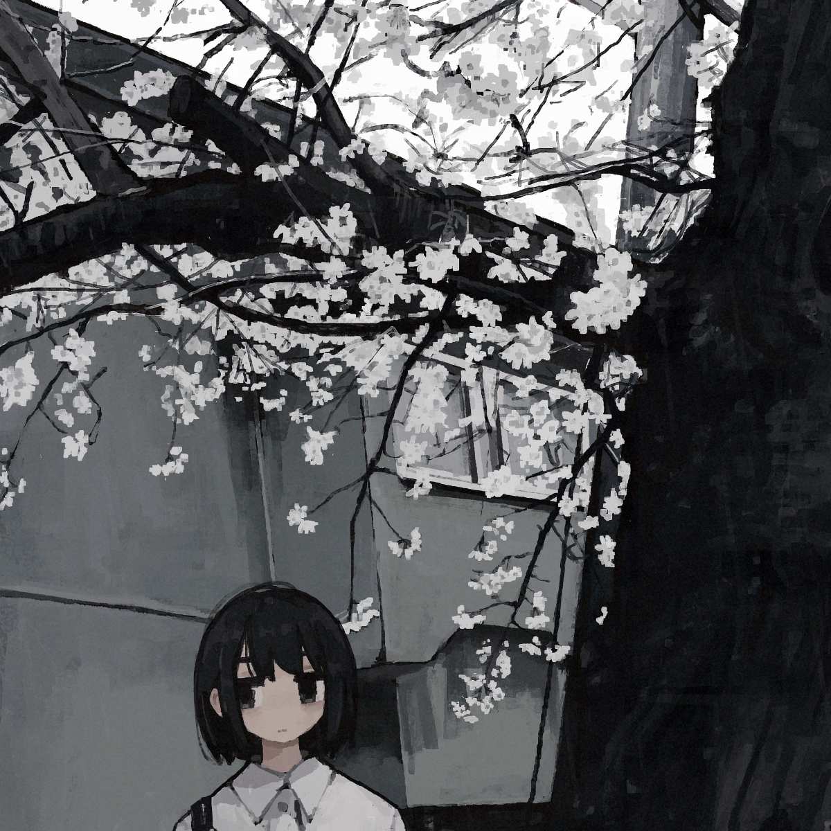 樱花树下