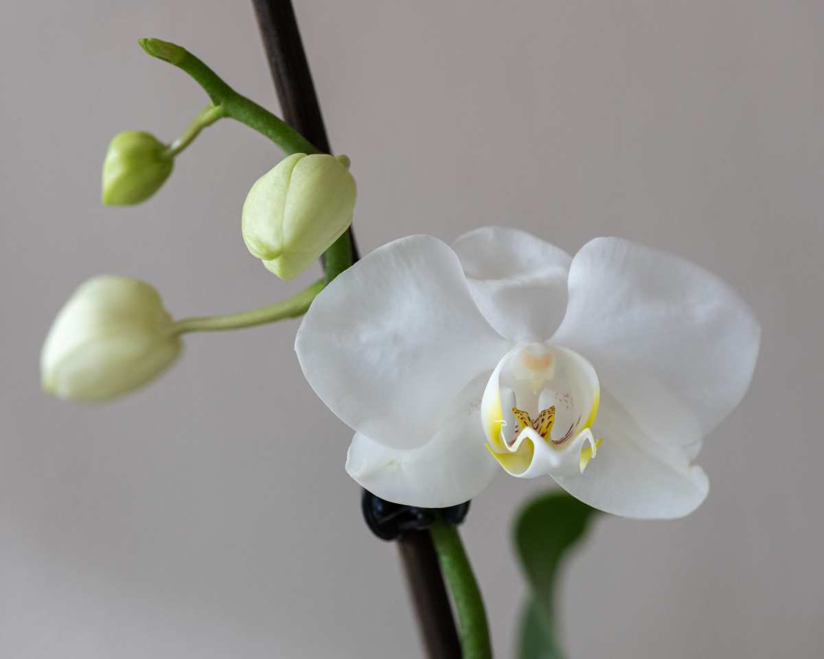 白色兰花静物壁纸