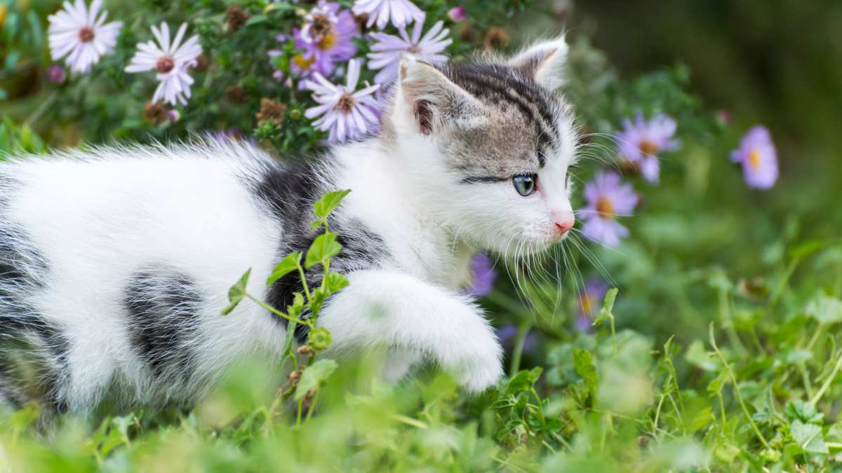 小猫在花丛中