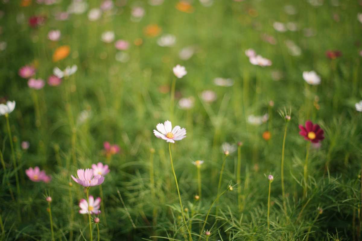 宁静的花海