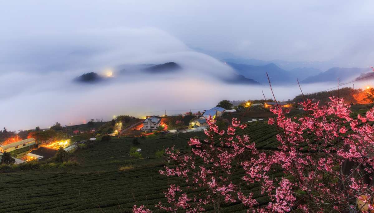 山间云雾与樱花