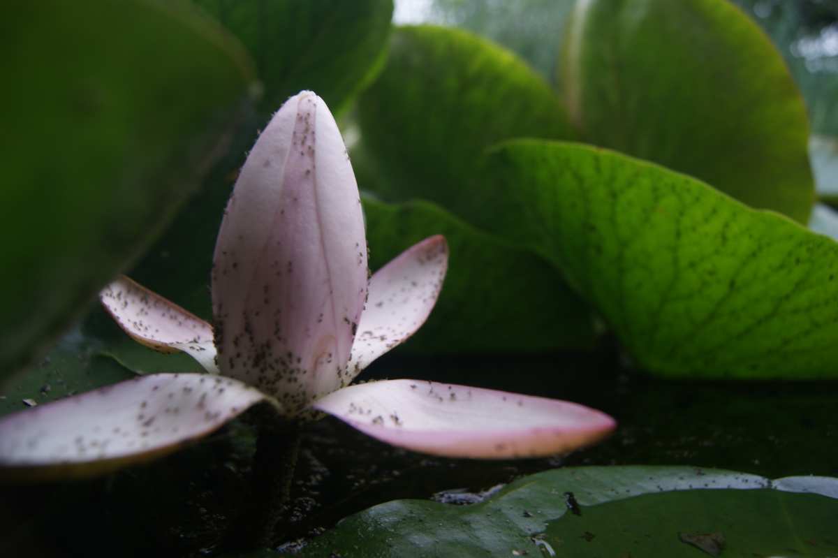 粉色花瓣与绿叶