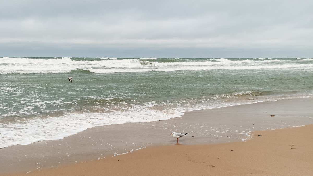 海鸥与沙滩