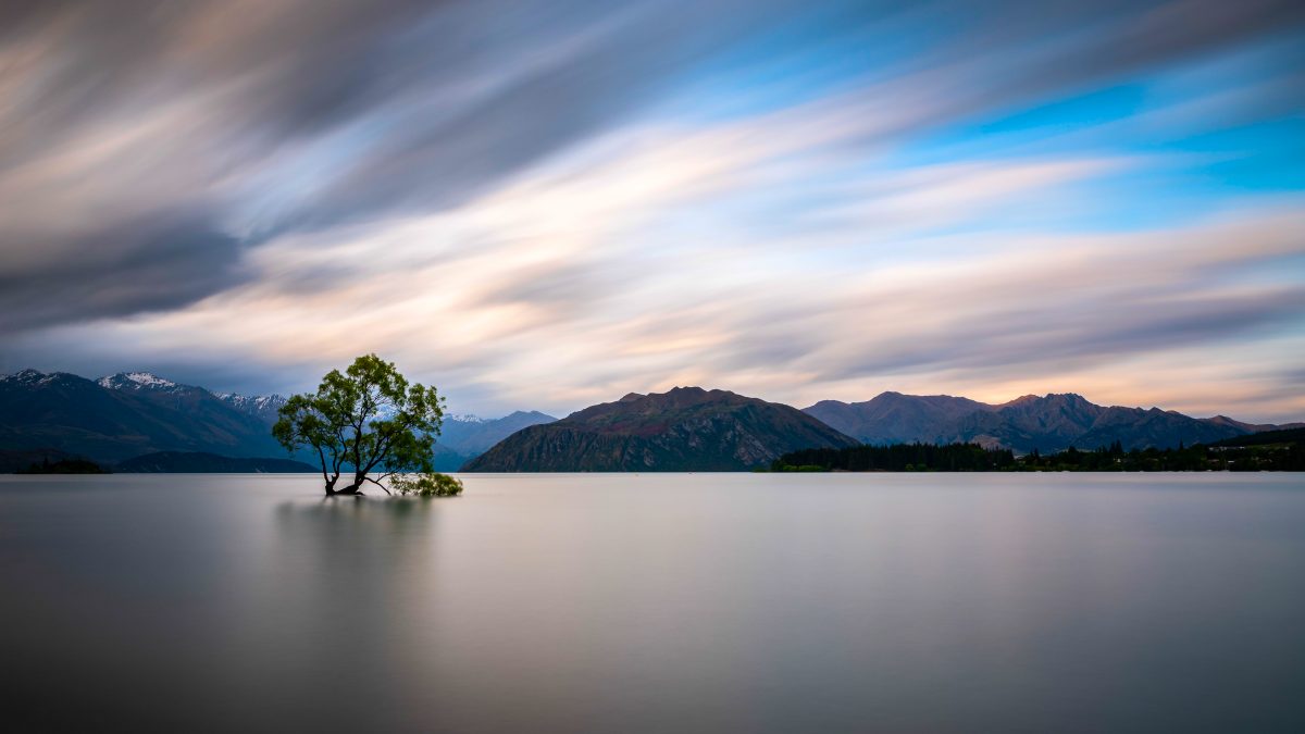 湖畔孤树