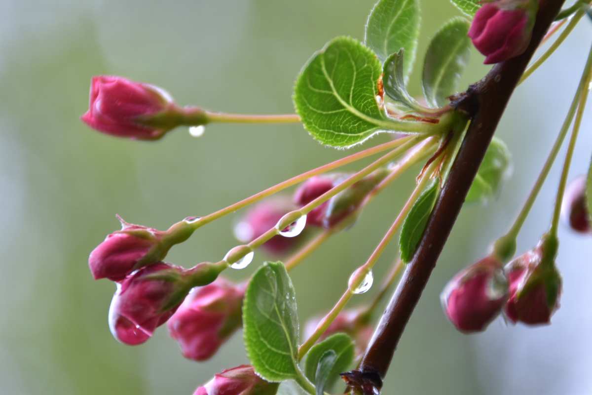 雨后花蕾