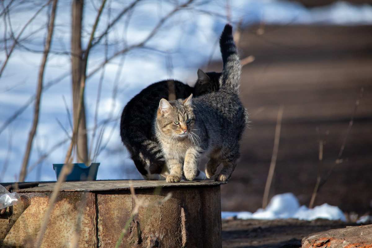 冬日阳光下的猫咪