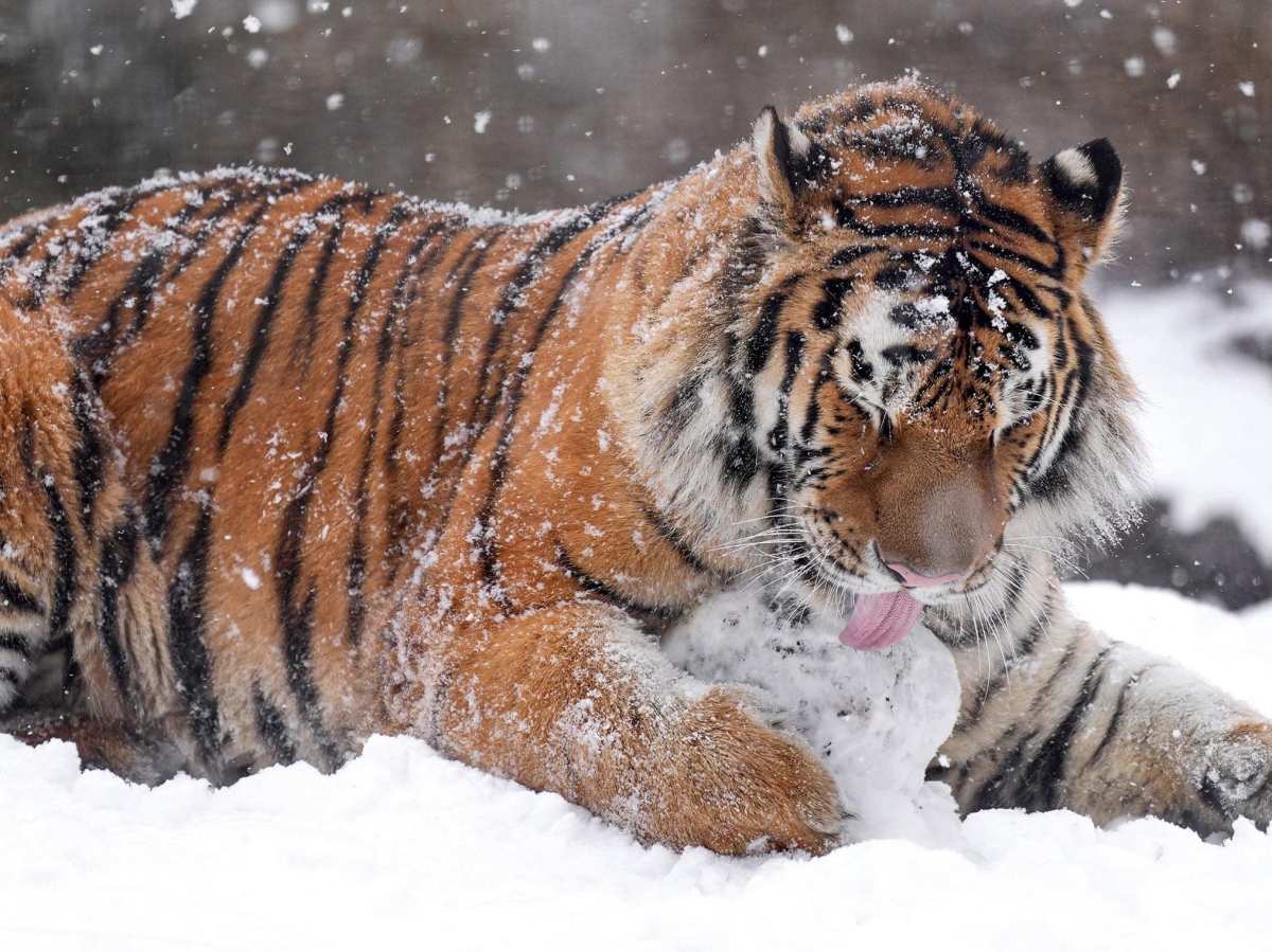 雪地中的老虎