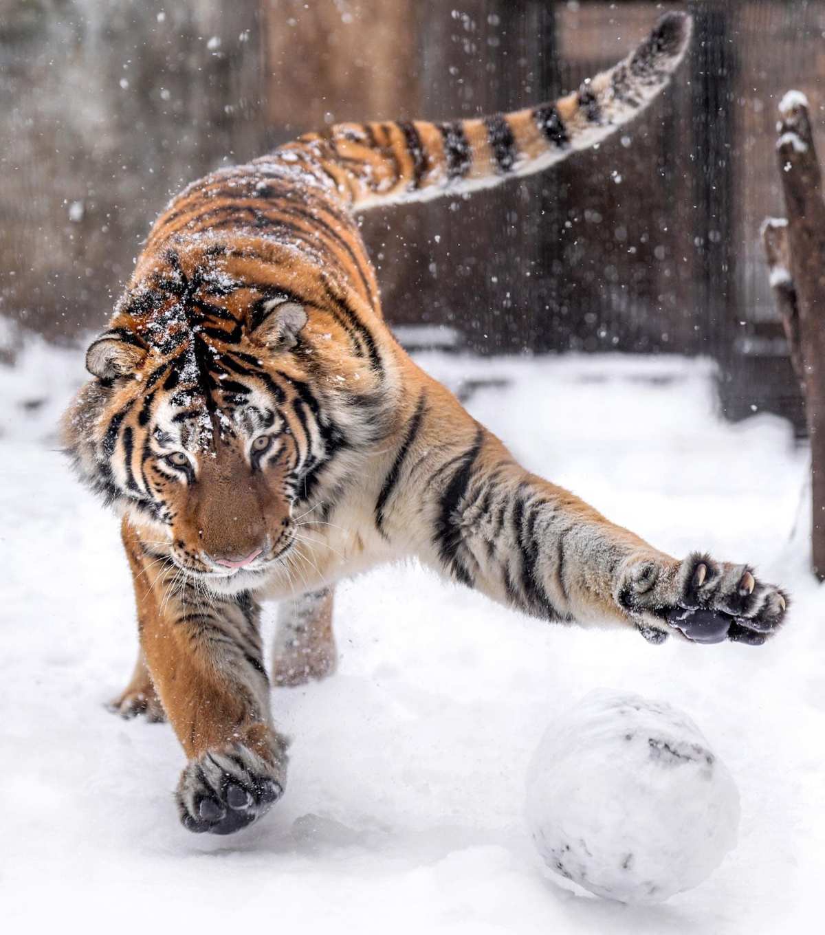雪地雄狮