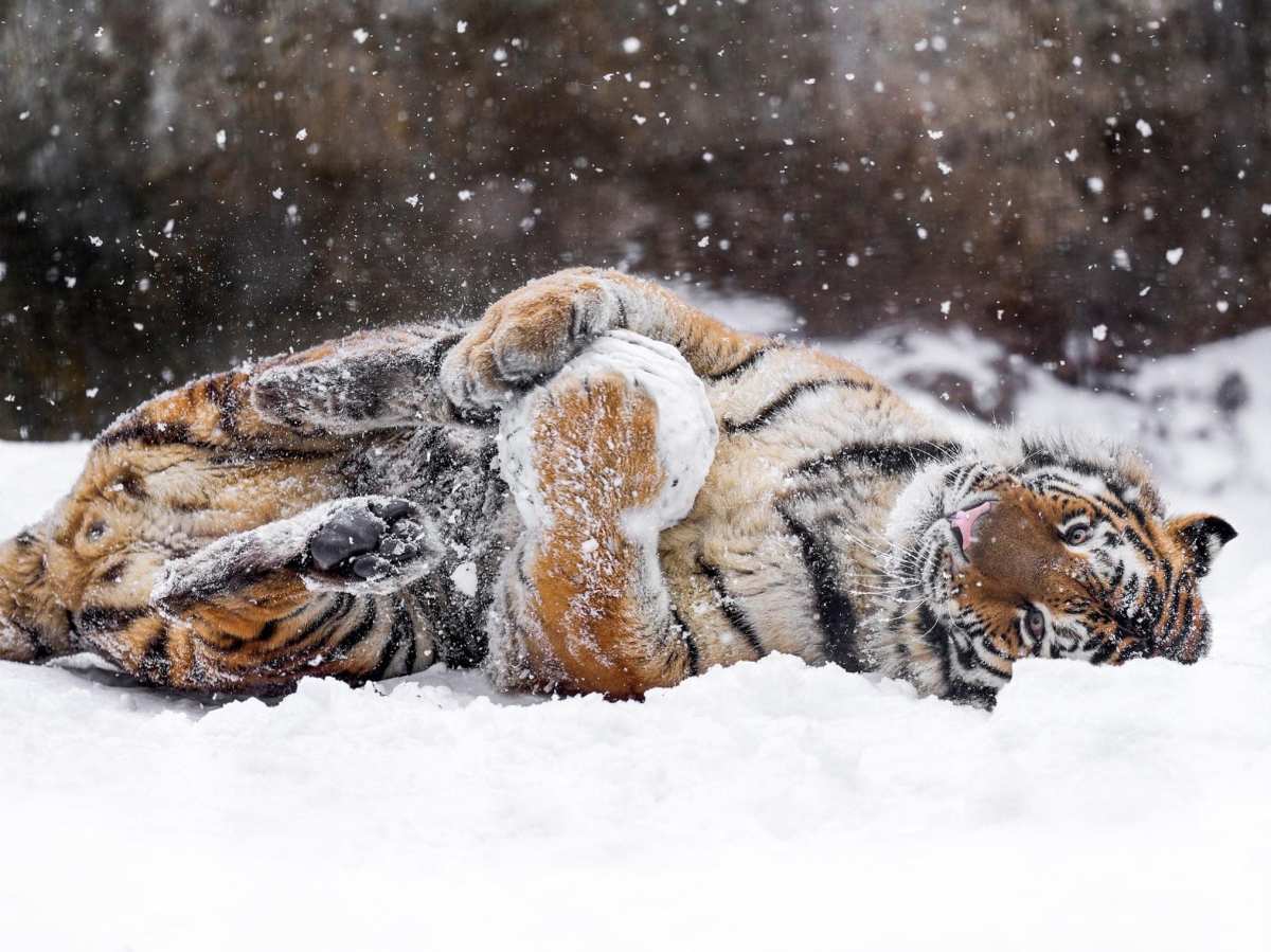 雪地中的老虎