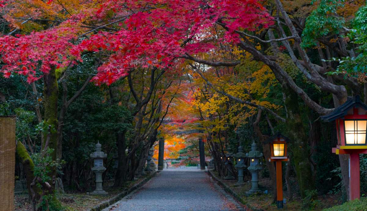 秋日枫叶小径