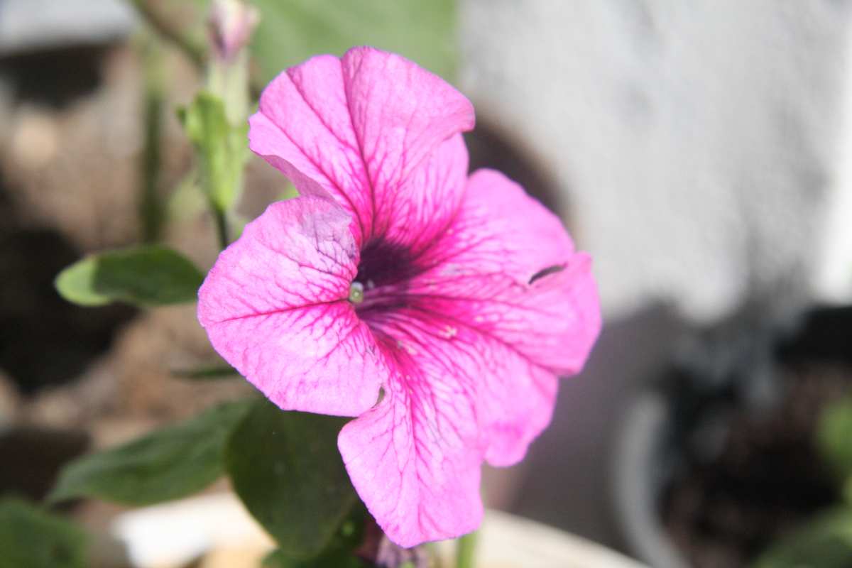 粉红牵牛花