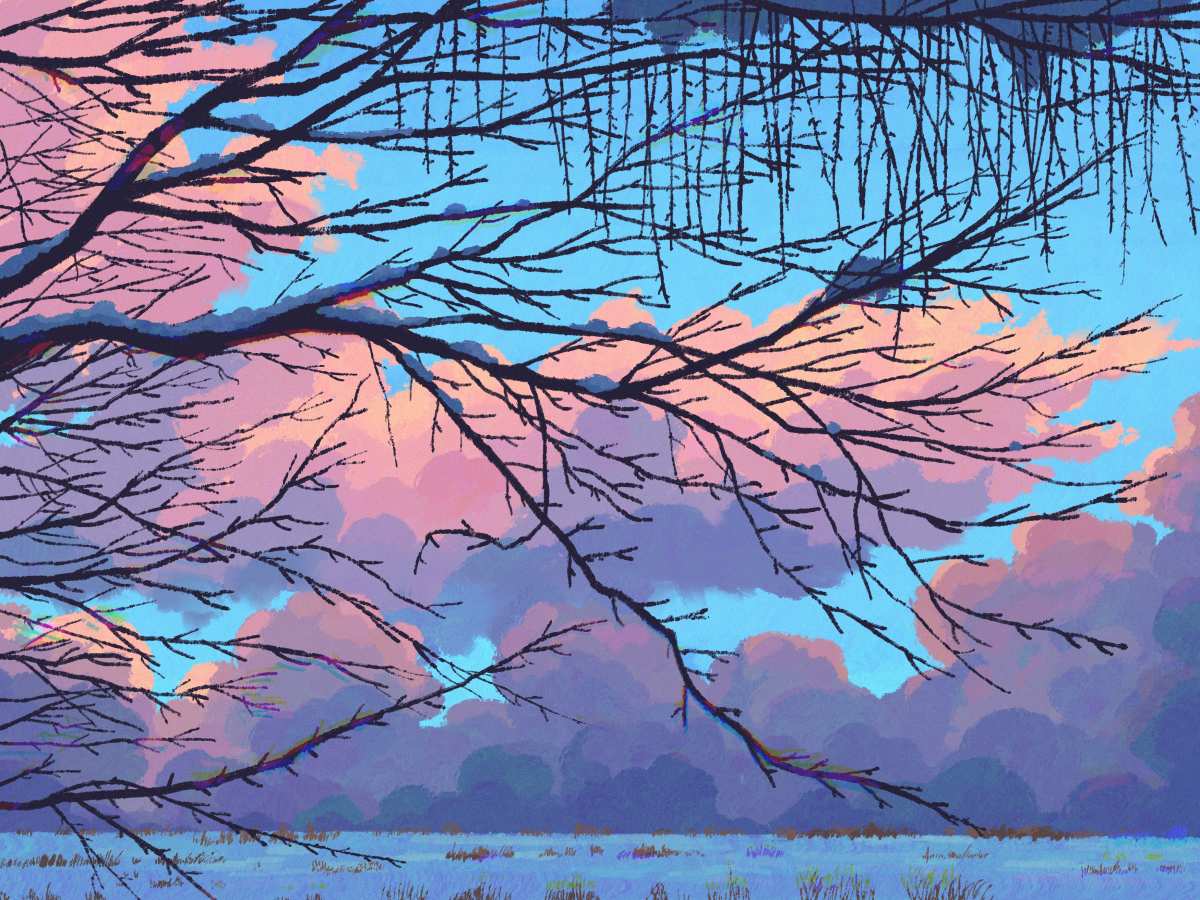树枝与晚霞