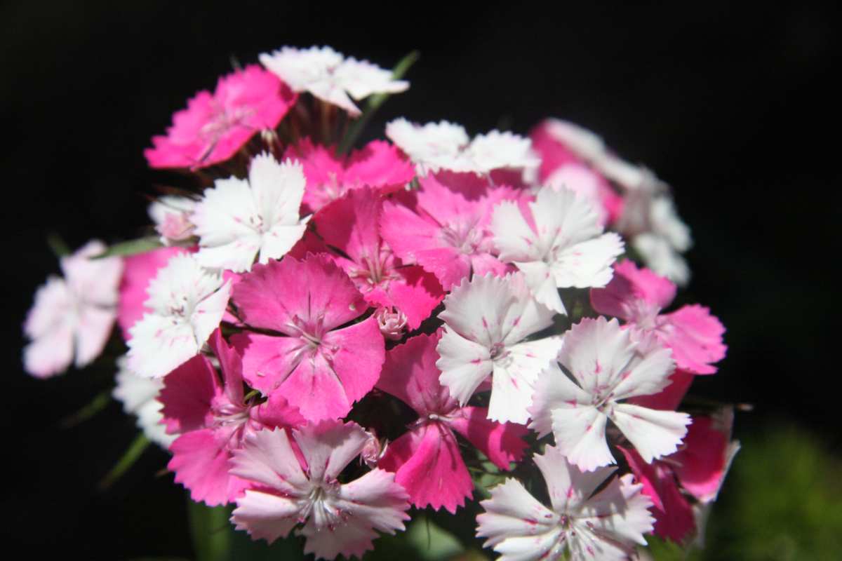 粉色花瓣与白色花蕊