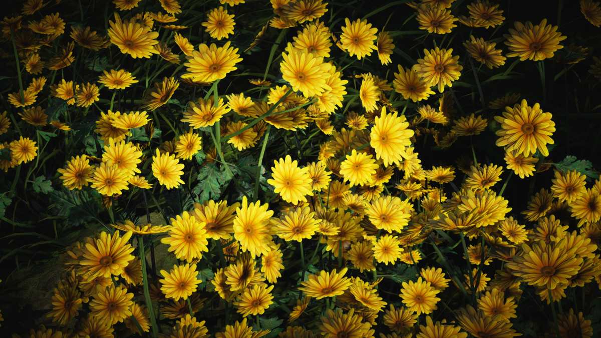 鲜花 · 摄影 · 特写高清壁纸