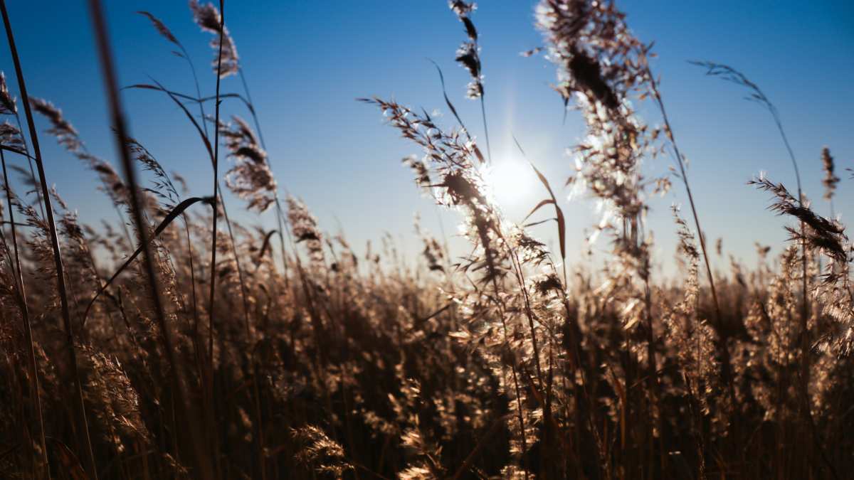 阳光下的草地